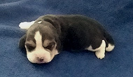StarZ Boy 2 Week 1